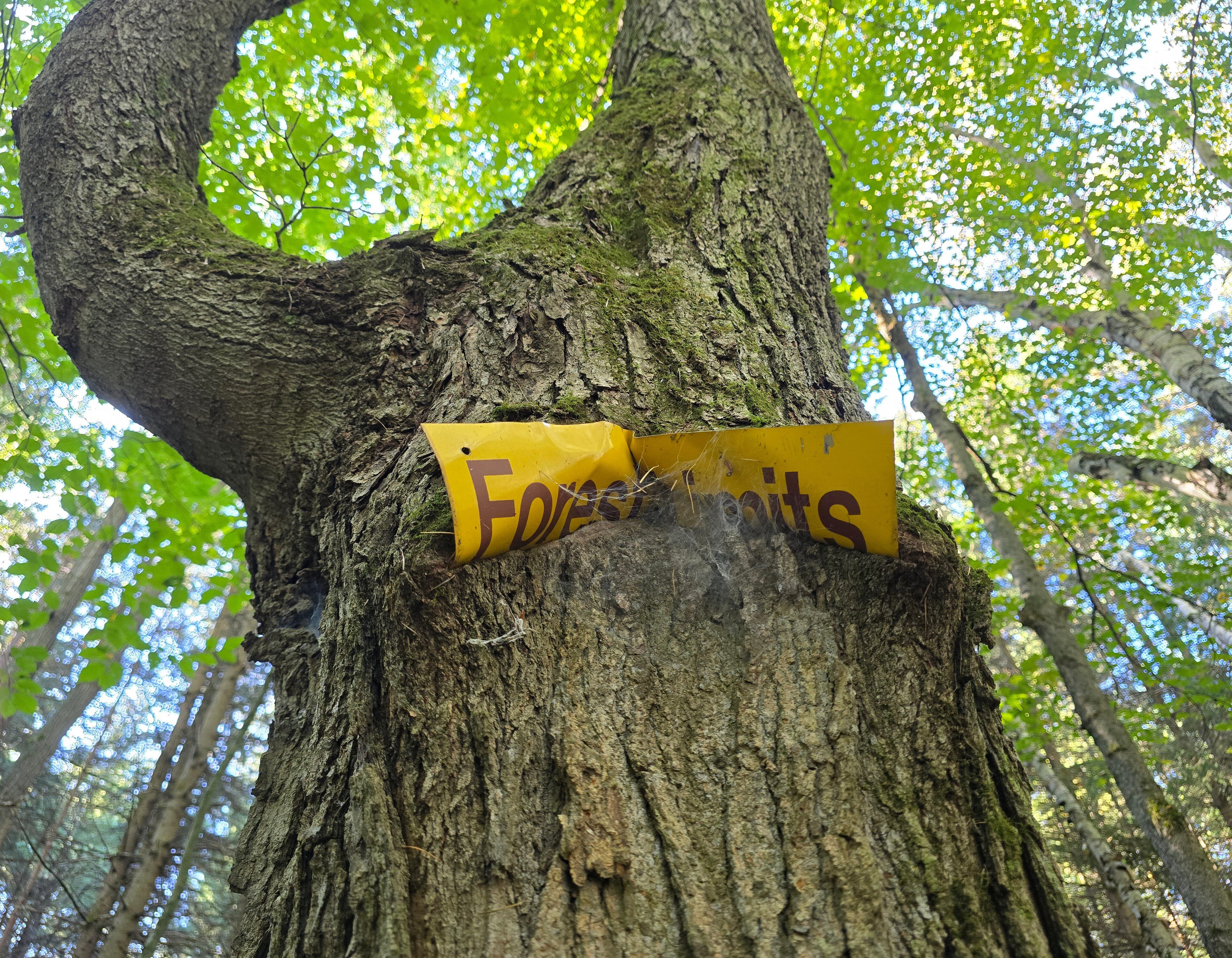 Sylvivorous Trees at the Scout Tract