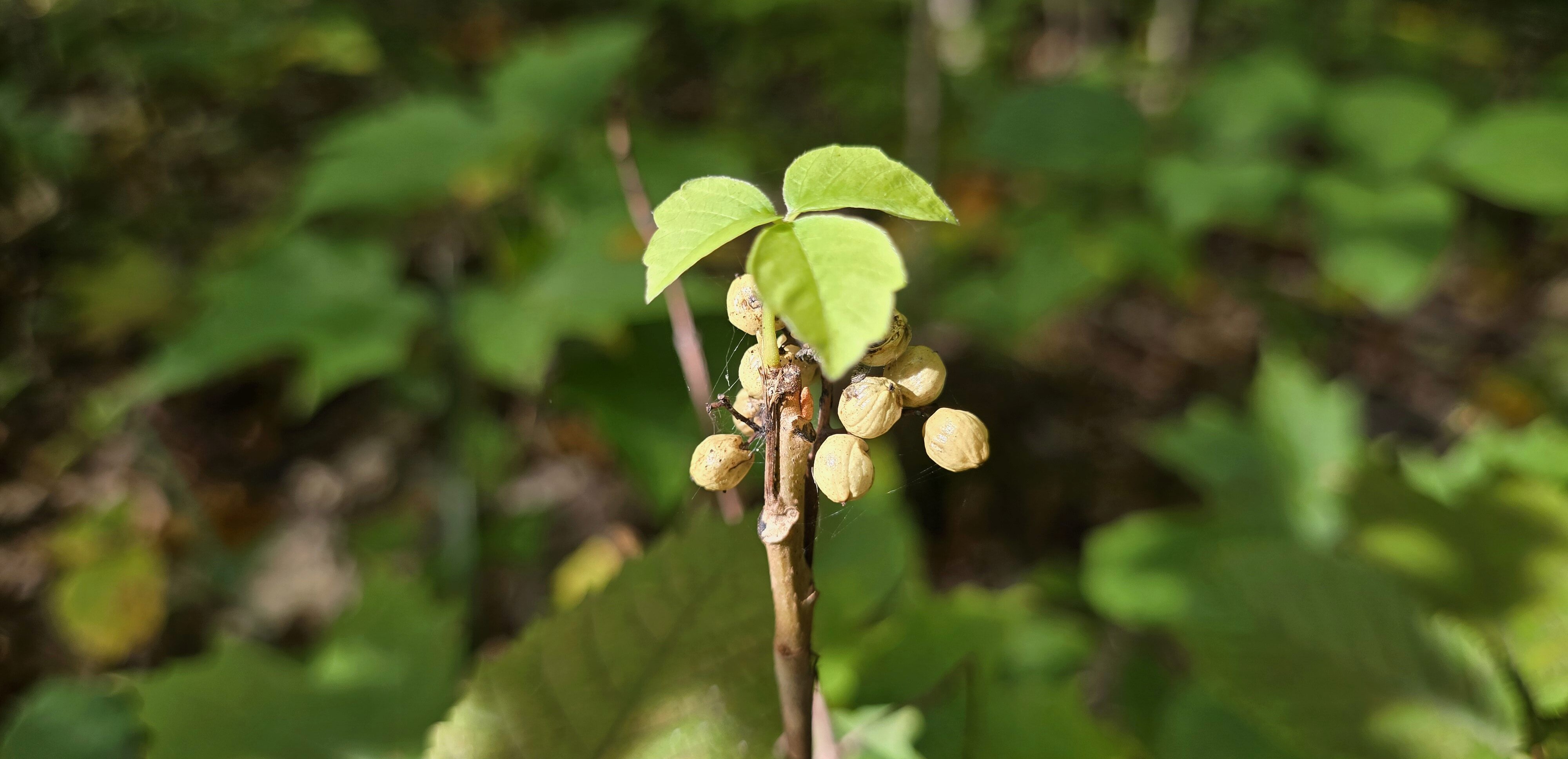 Leaves of three, pick with glee?