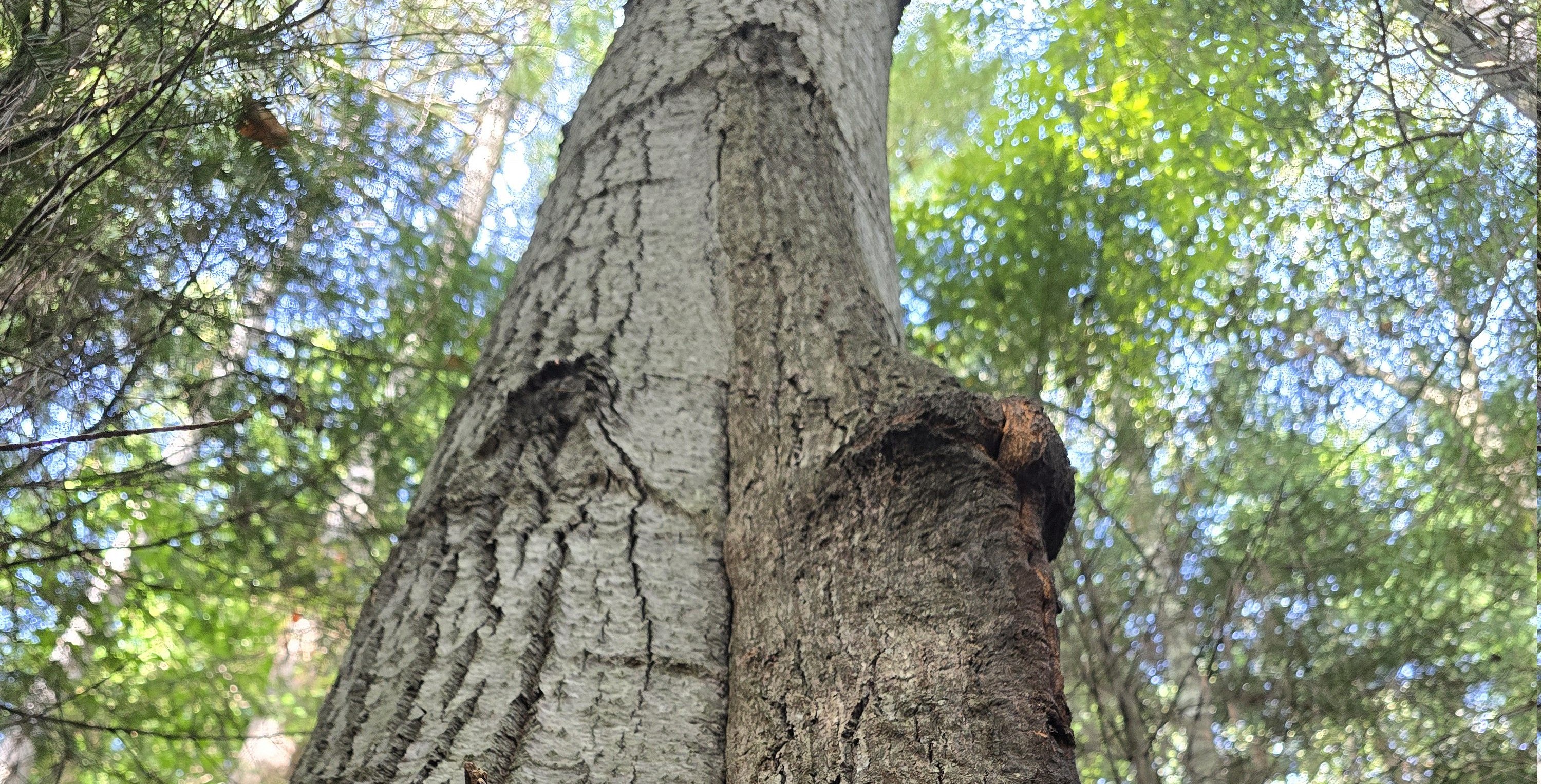 Also sometimes called "Husband and Wife Trees"; maybe this couple would benefit from separate hobbies in the interests of avoiding complete personality subsumption.