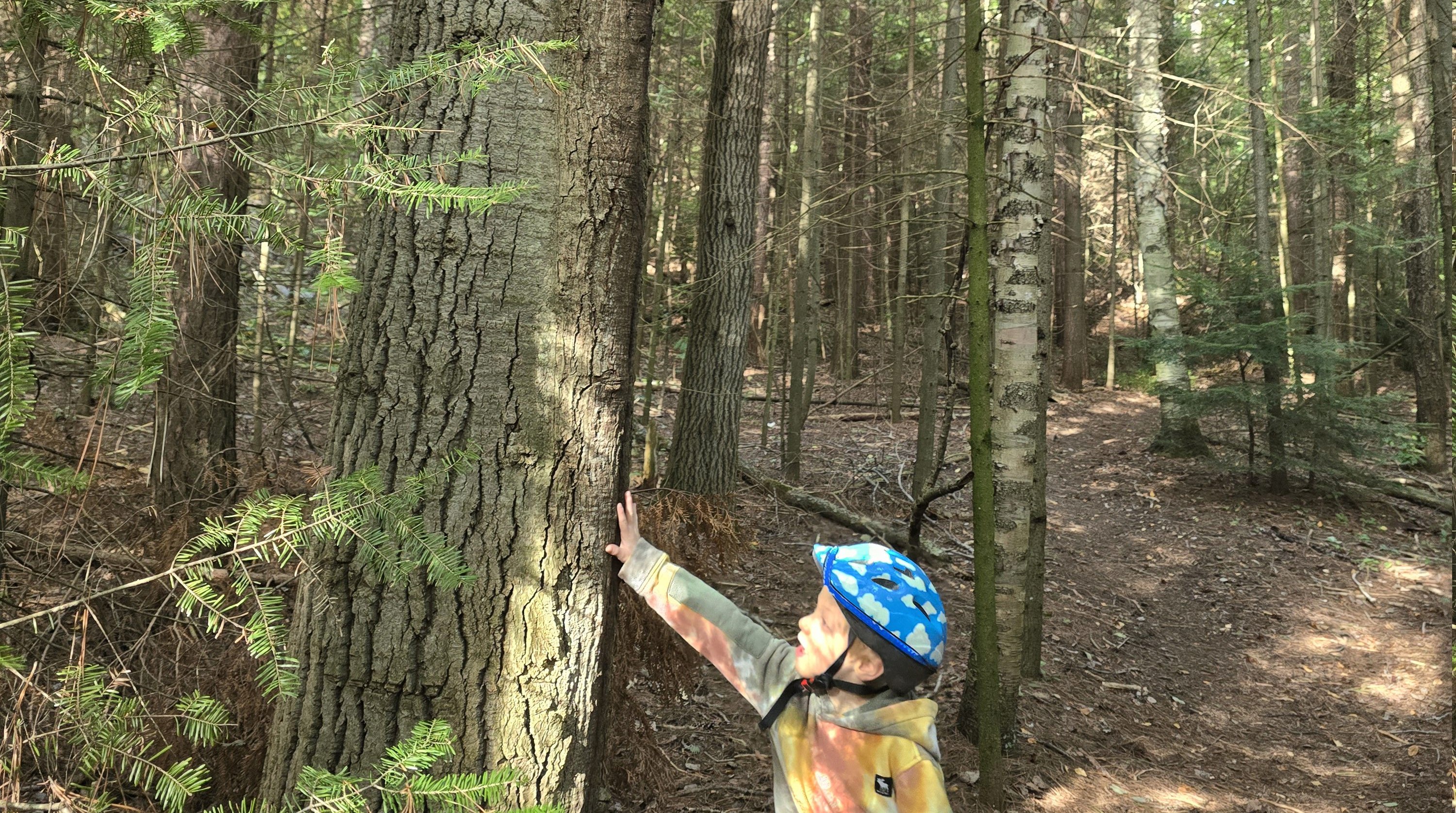 Taran soothes the trapped tree.
